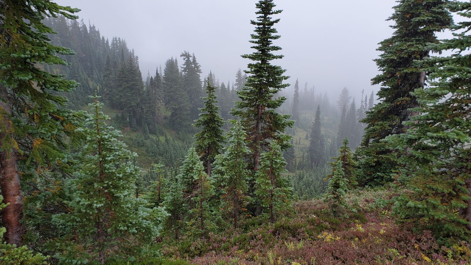 Mount Rainier NP 